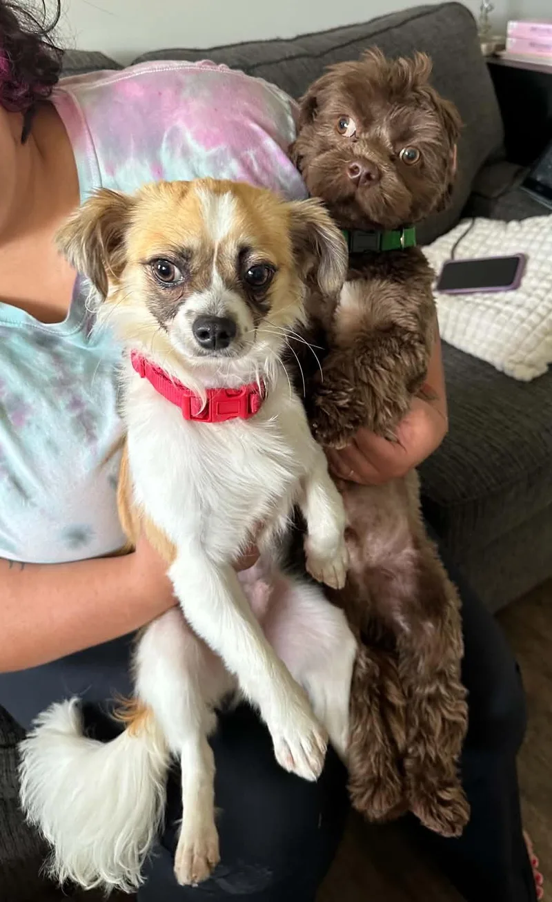 A baby small-sized male Chihuahua dog named Neville for adoption in Rogersville, TN