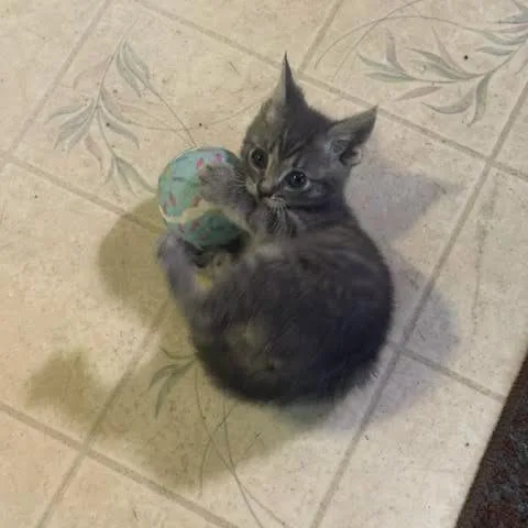 A baby small-sized male Gray / Blue / Silver Domestic Short Hair cat named Squiggles C for adoption in Princeton, MN