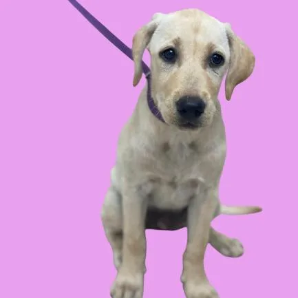 Biscuit