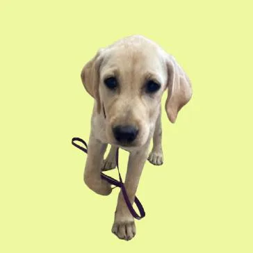 Biscuit thumbnail 2
