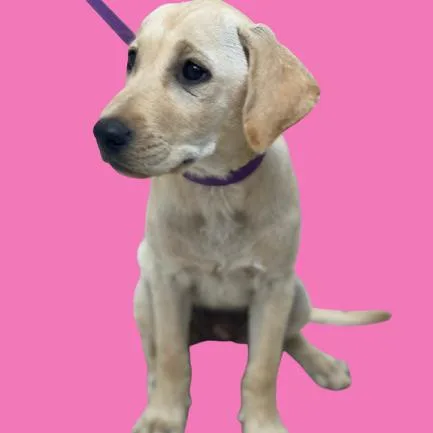 Biscuit thumbnail 3
