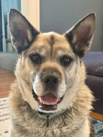 An adult large-sized male Black Shepherd dog named Englebert for adoption in Kansas City, MO