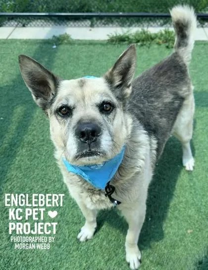 Englebert thumbnail 2