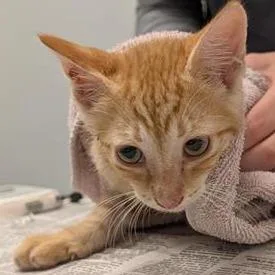 A baby small-sized male Orange / Red Domestic Short Hair cat named Wizard for adoption in Jacksonville, FL