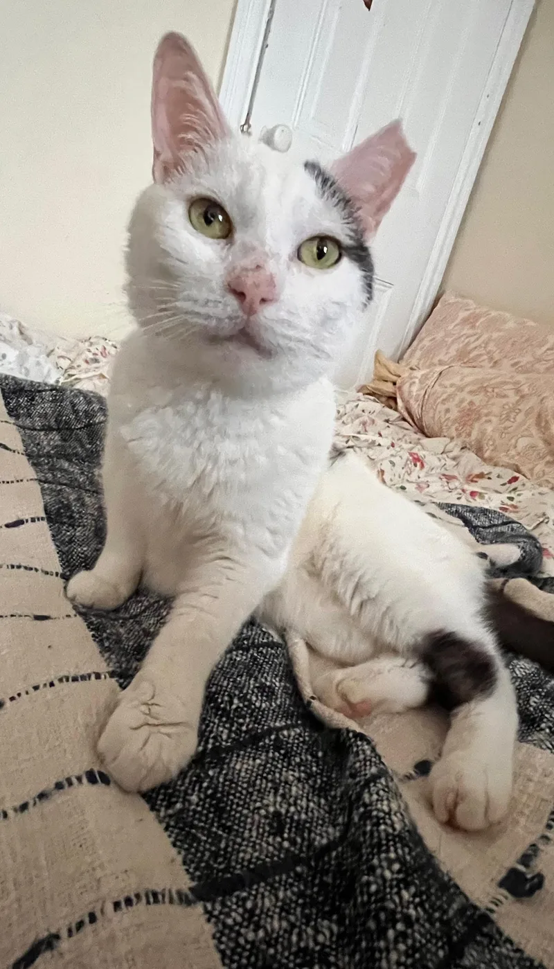 A senior medium-sized male Gray & White American Shorthair cat named Dali for adoption in Philadelphia, PA