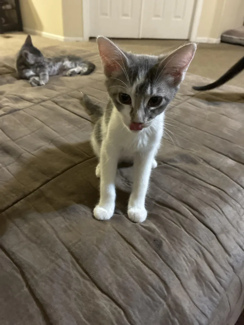 A baby small-sized female Domestic Short Hair cat named Pepsi for adoption in Tracy, CA