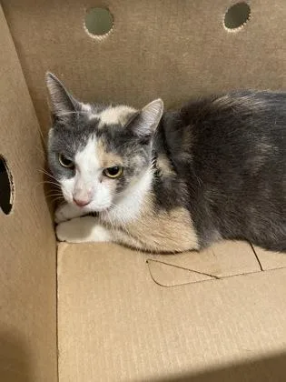 An adult small-sized female Domestic Short Hair cat named Tigey for adoption in West Chester, PA