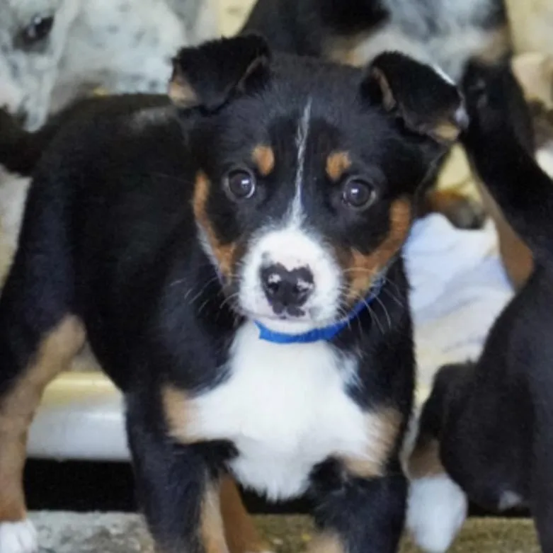 A baby small-sized male Australian Cattle Dog / Blue Heeler dog named Rosco for adoption in Parker, CO