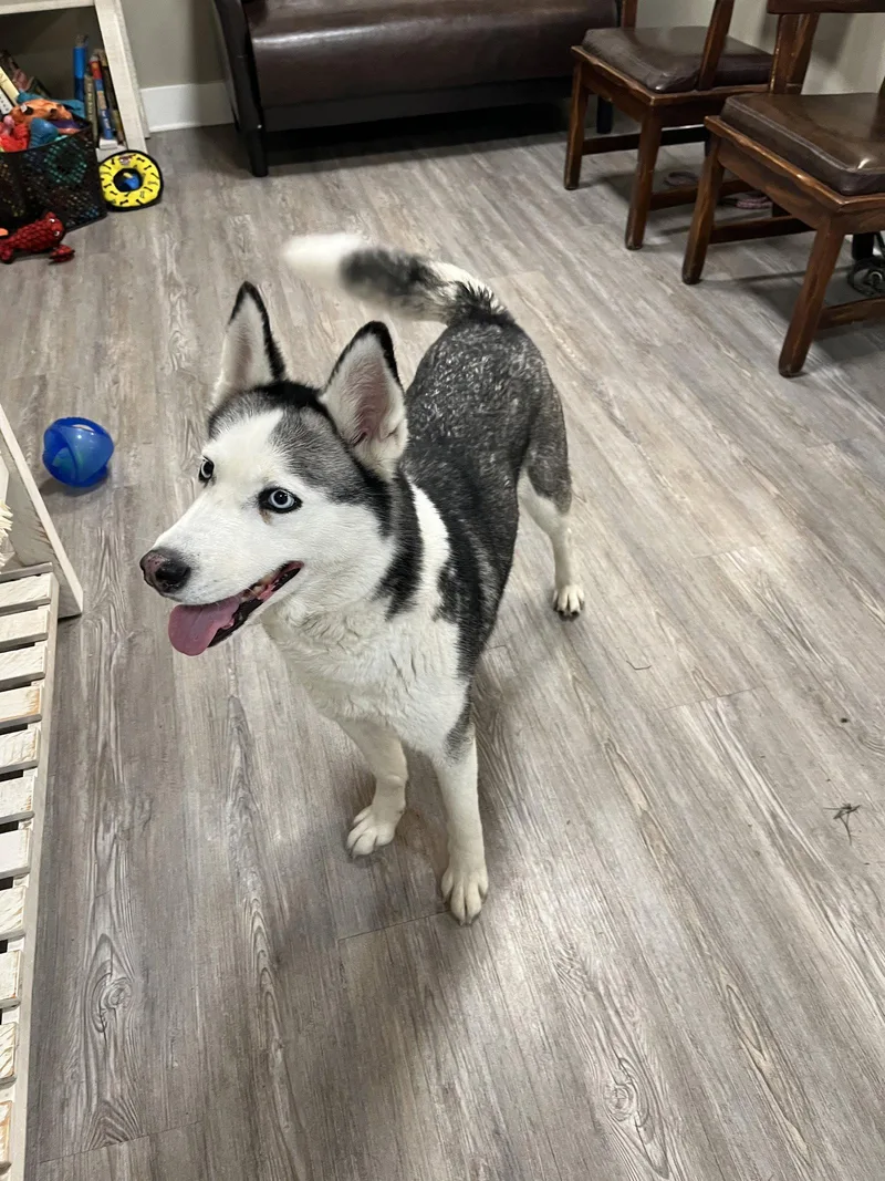 An adult medium-sized female Mixed Breed dog named Sierra for adoption in Emmett, ID