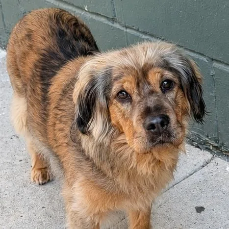 An adult medium-sized female Red / Chestnut / Orange Cocker Spaniel dog named Sweet Pea for adoption in New York, NY