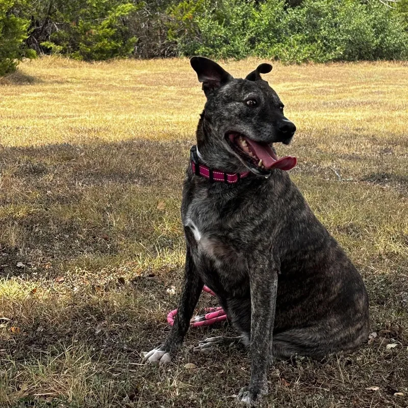 An adult medium-sized female Labrador Retriever dog named Morgan for adoption in Mooresville, NC