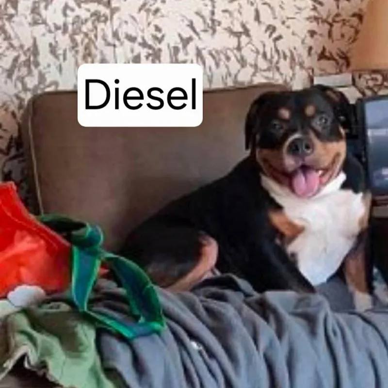 An adult large-sized male Black American Bulldog dog named Diesel for adoption in Dover, AR