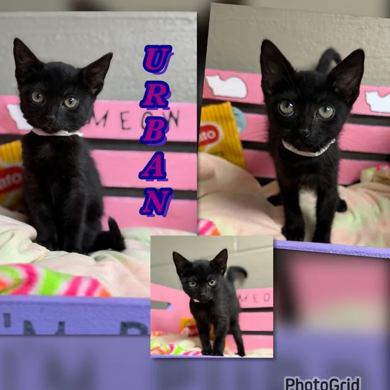 A baby small-sized female Domestic Short Hair cat named Urban for adoption in Blountville, TN