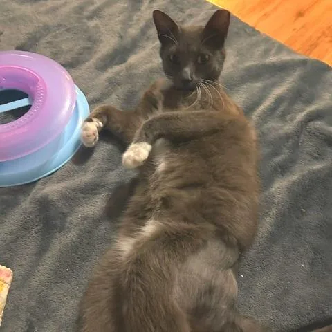 A young small-sized male Gray / Blue / Silver Domestic Short Hair cat named Baby G for adoption in Folsom, LA