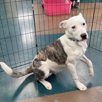 Mr Po Po thumbnail 3