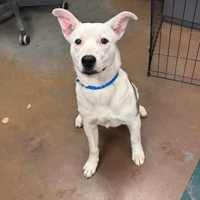 Mr Po Po thumbnail 4