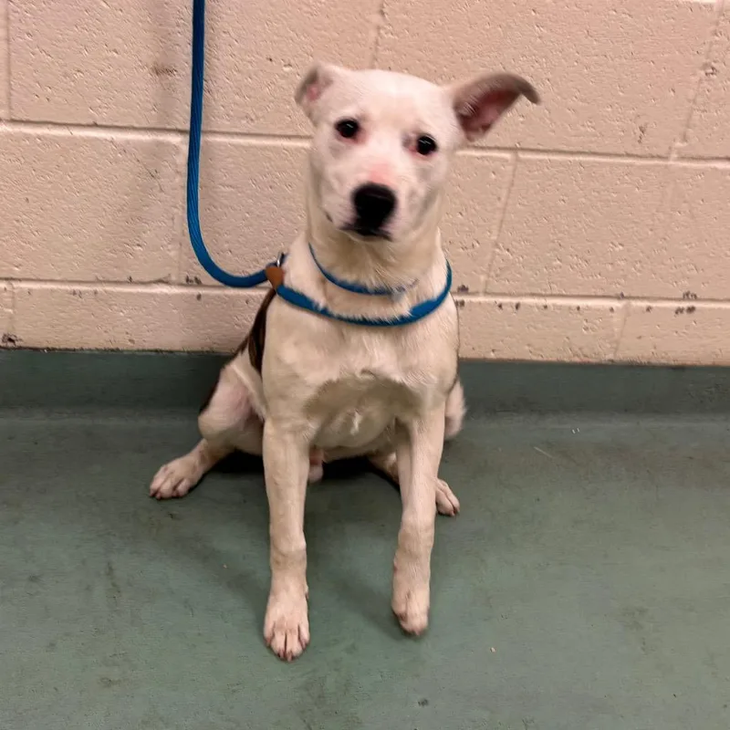 Mr Po Po thumbnail 5