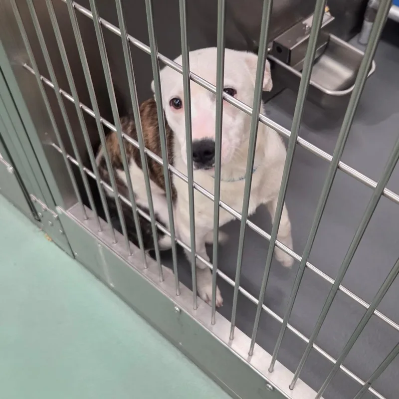 Mr Po Po thumbnail 6