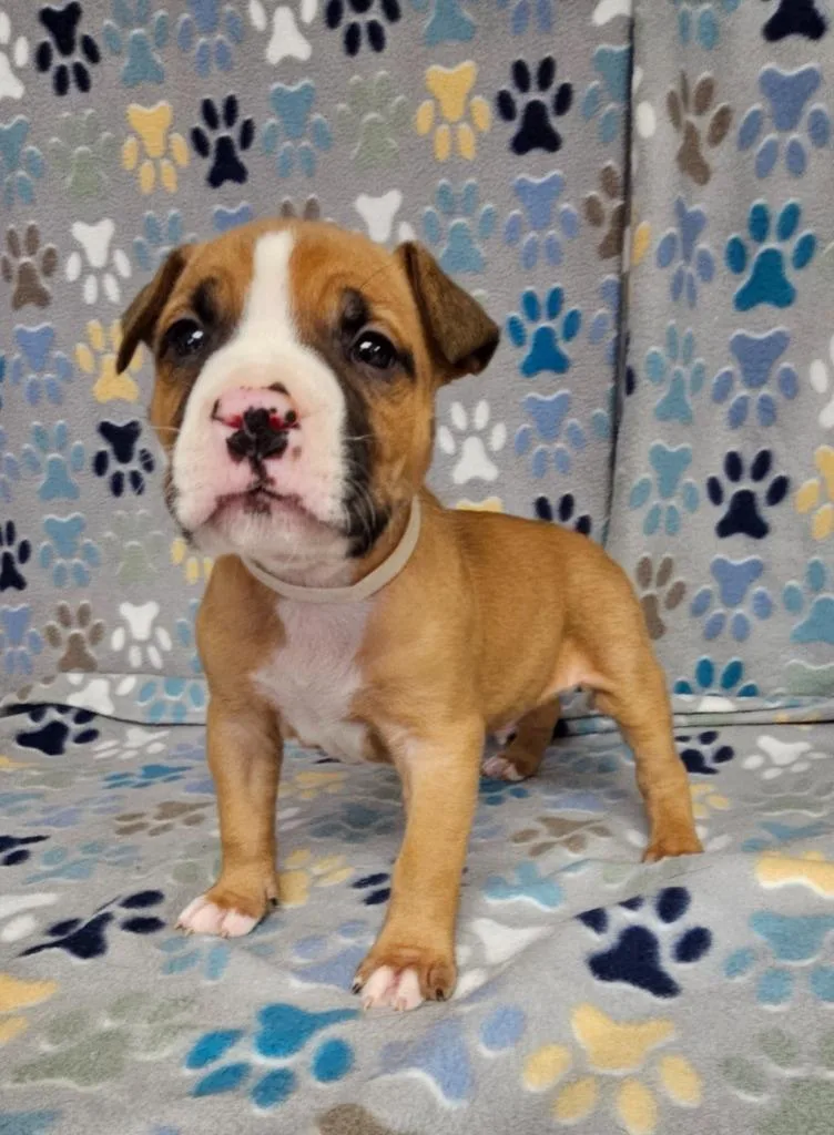 A baby medium-sized male Mixed Breed dog named Cannoli for adoption in Wabash, IN