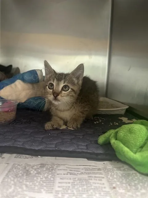 A baby small-sized male Domestic Short Hair cat named Greg for adoption in Riverside, CA
