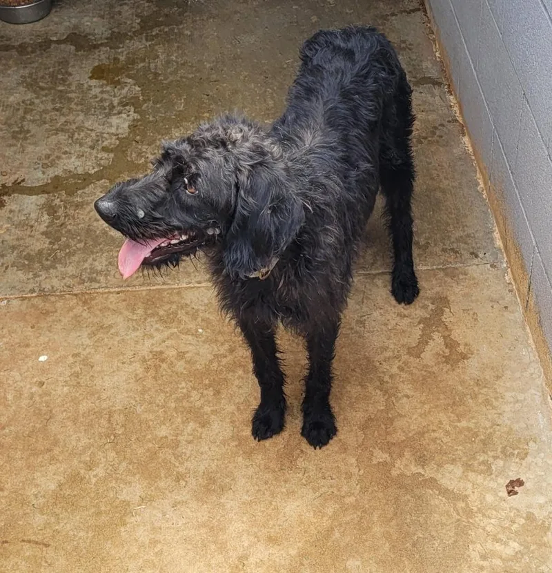 A young large-sized male German Wirehaired Pointer dog named Malka for adoption in Lawrenceburg, TN