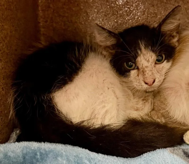 A young medium-sized male Black & White / Tuxedo Domestic Short Hair cat named Stitch for adoption in Katy, TX