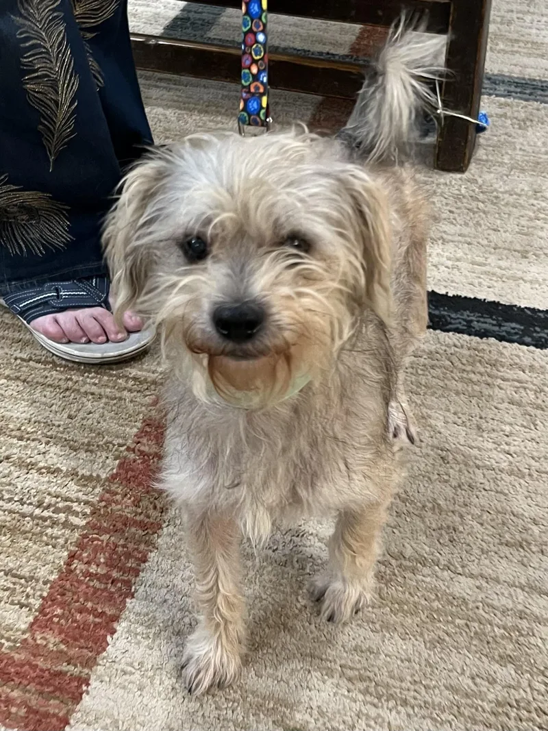 An adult small-sized male Silky Terrier dog named Jax for adoption in Bellaire, TX