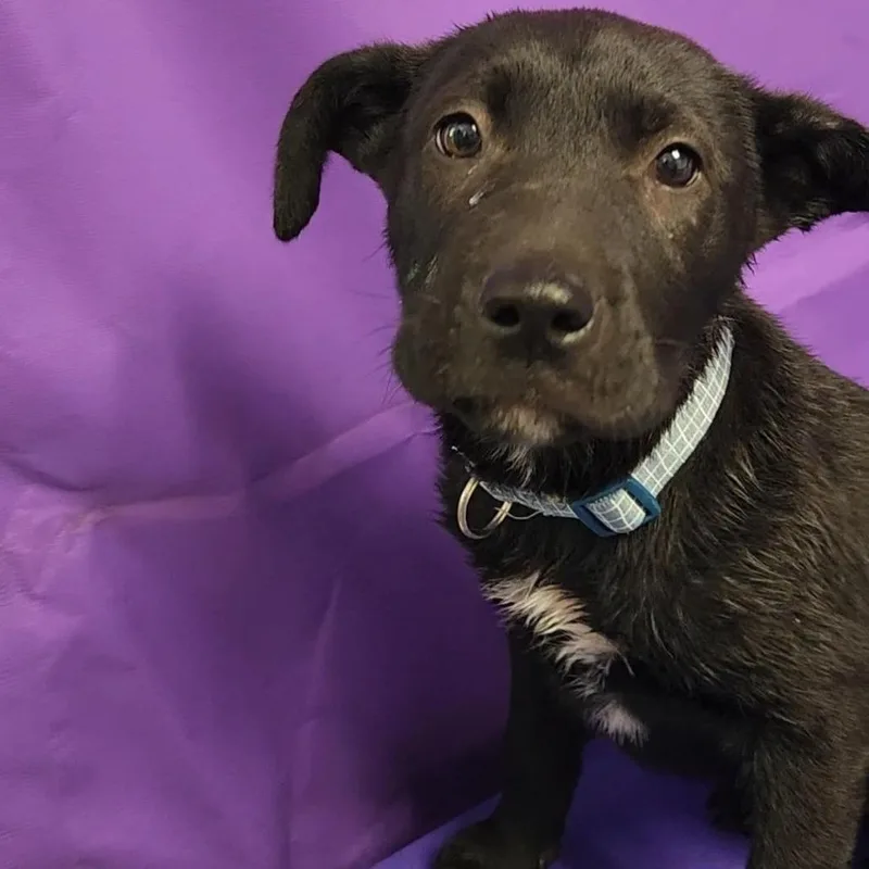 A baby small-sized male Black Mixed Breed dog named Saul for adoption in North Myrtle Beach, SC