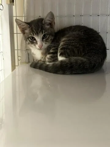 A baby medium-sized male Tabby (Brown / Chocolate) Domestic Short Hair cat named Al for adoption in Chambersburg, PA
