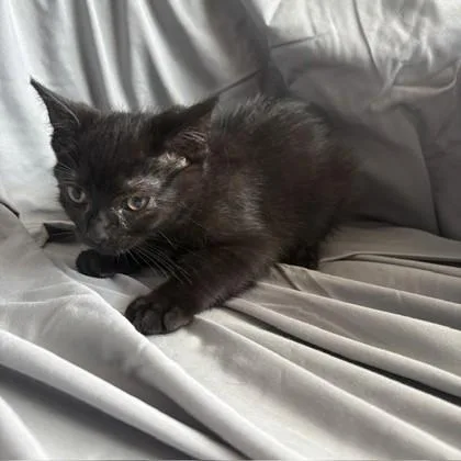 Ted
