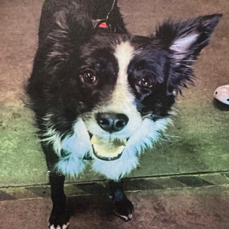 An adult medium-sized female Black Border Collie dog named Simone A for adoption in Mission Hills, CA
