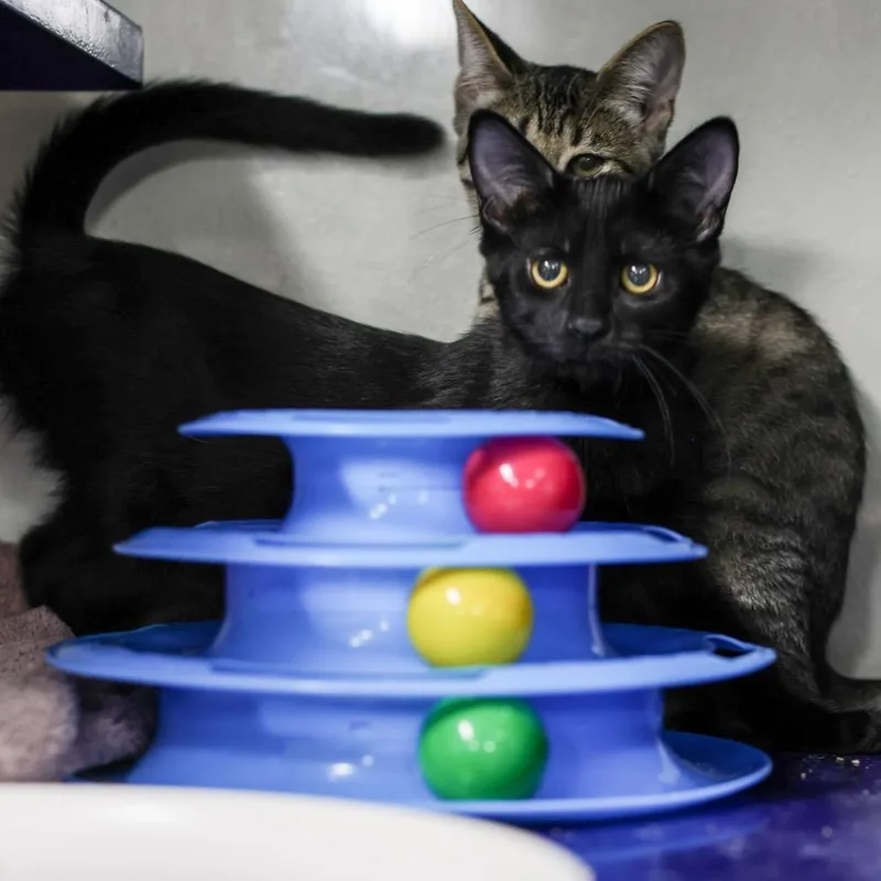 A baby small-sized male Black Domestic Short Hair cat named Ryder for adoption in Los Angeles, CA