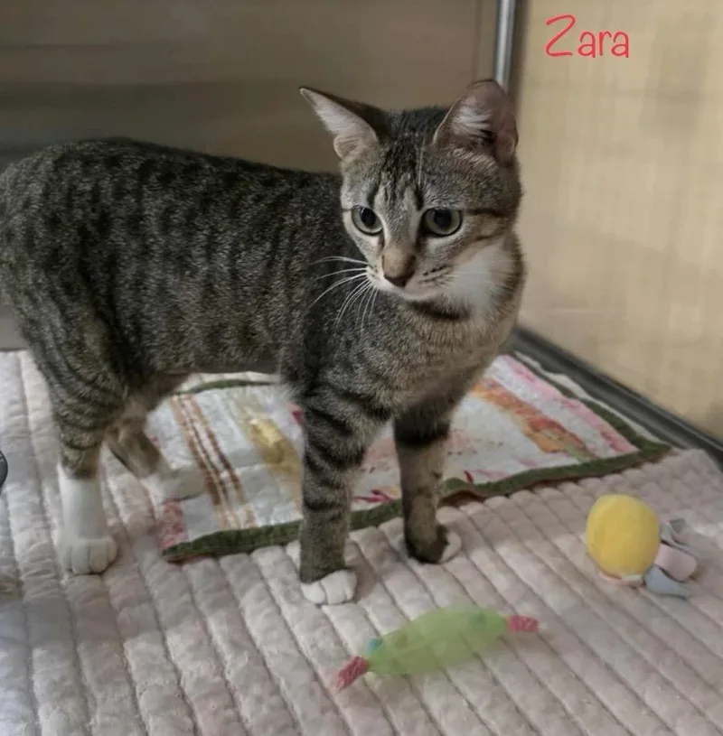 A young small-sized female Domestic Short Hair cat named Zara for adoption in Berlin, MD