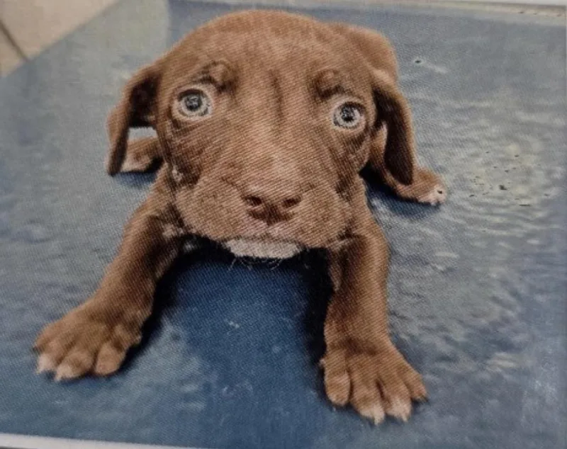 A baby medium-sized male English Pointer dog named Ryan for adoption in Zimmerman, MN