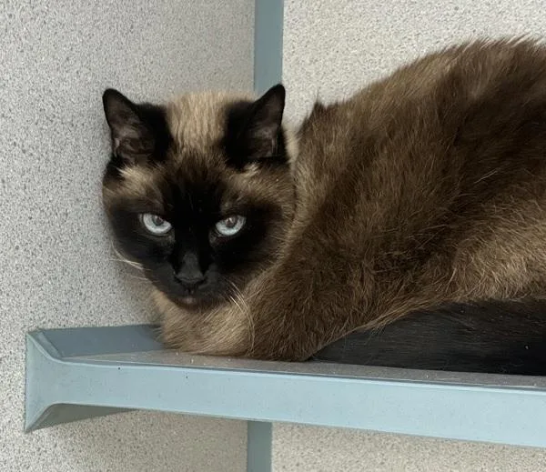 An adult medium-sized female Domestic Short Hair cat named Carley for adoption in Skillman, NJ
