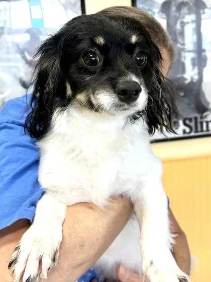 A baby small-sized male Shih Tzu dog named Snoopy for adoption in New Orleans, LA
