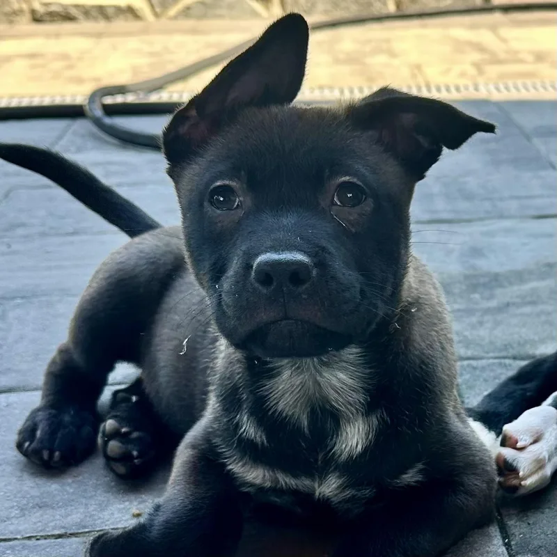 A baby medium-sized female Retriever dog named Neenah for adoption in Ellicott City, MD