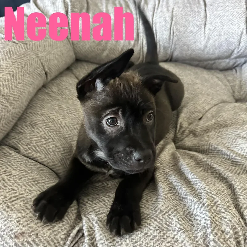 Neenah thumbnail 2
