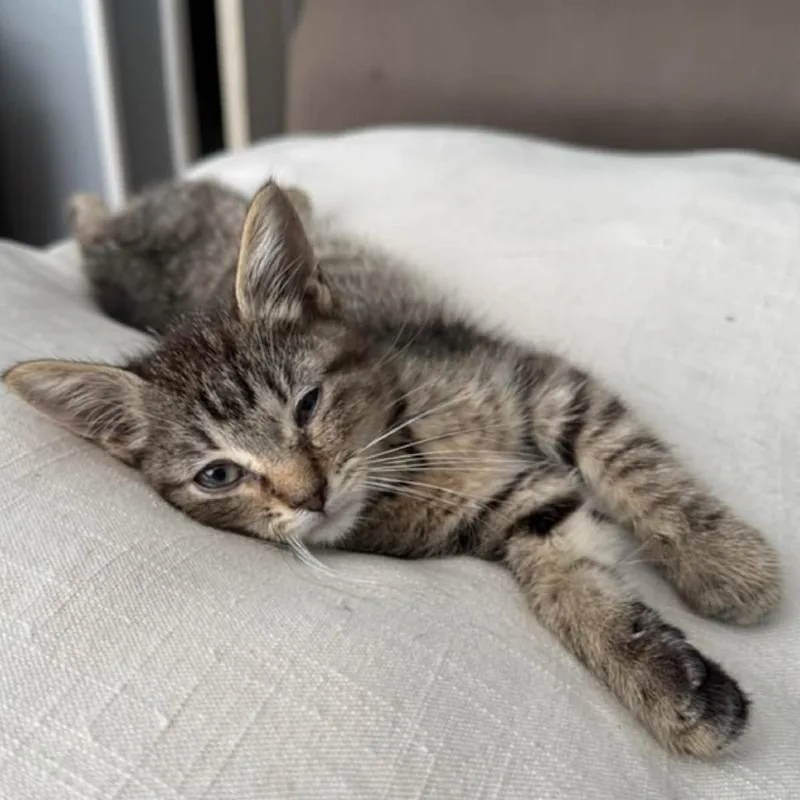 A baby medium-sized female Domestic Short Hair cat named Marta for adoption in Richmond, MO