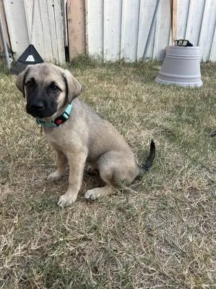 A baby large-sized female Labrador Retriever dog named Elbie for adoption in Fort Worth, TX