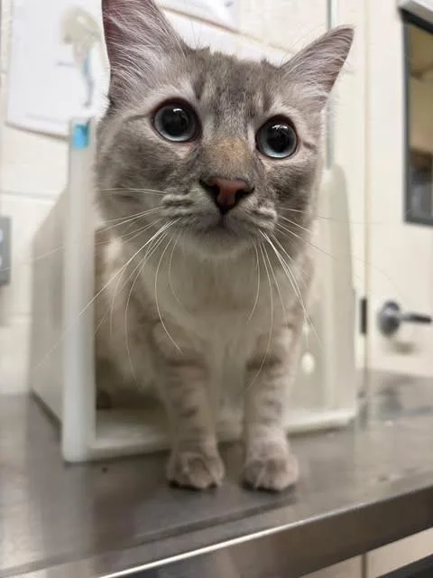 A young medium-sized male Tabby (Gray / Blue / Silver) Domestic Medium Hair cat named Dango for adoption in Fruit Heights, UT