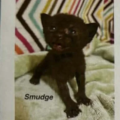 A baby small-sized female Black Domestic Short Hair cat named Smudge for adoption in Bentonville, AR