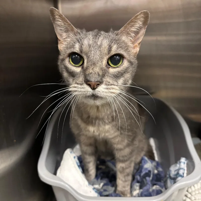 A senior medium-sized male Gray / Blue / Silver Domestic Short Hair cat named Tiger for adoption in Morgan Hill, CA