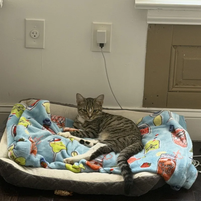 A young medium-sized female Domestic Short Hair cat named Roxy for adoption in Philadelphia, PA