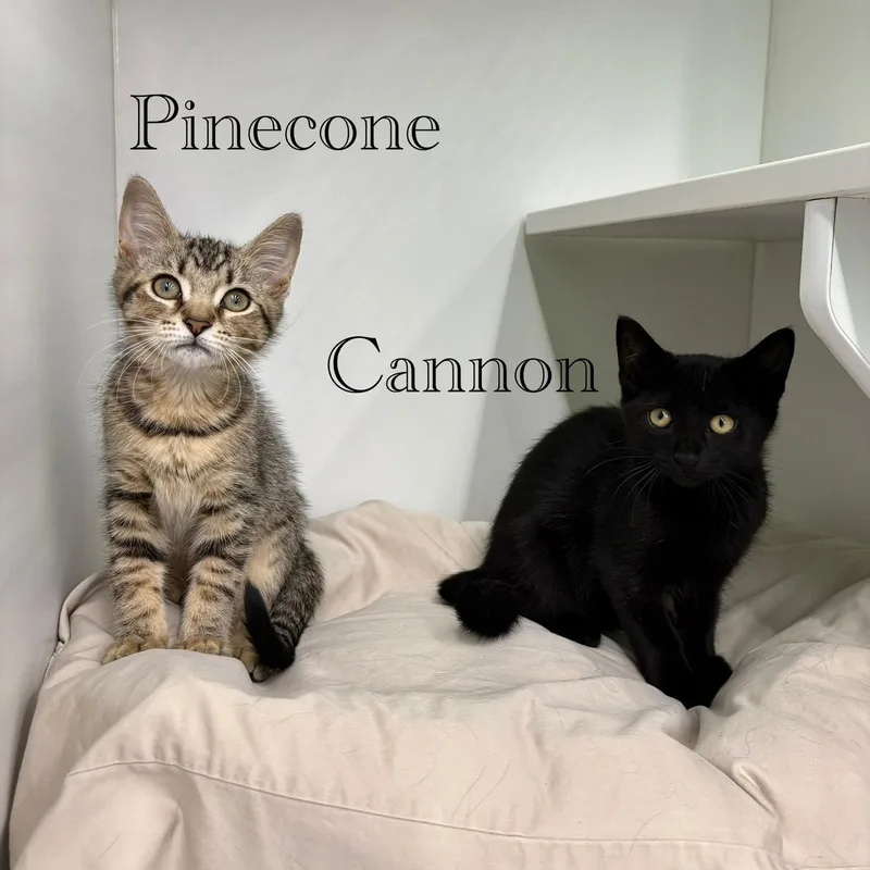 A young medium-sized female Domestic Short Hair cat named Pinecone for adoption in Spring Lake, NJ