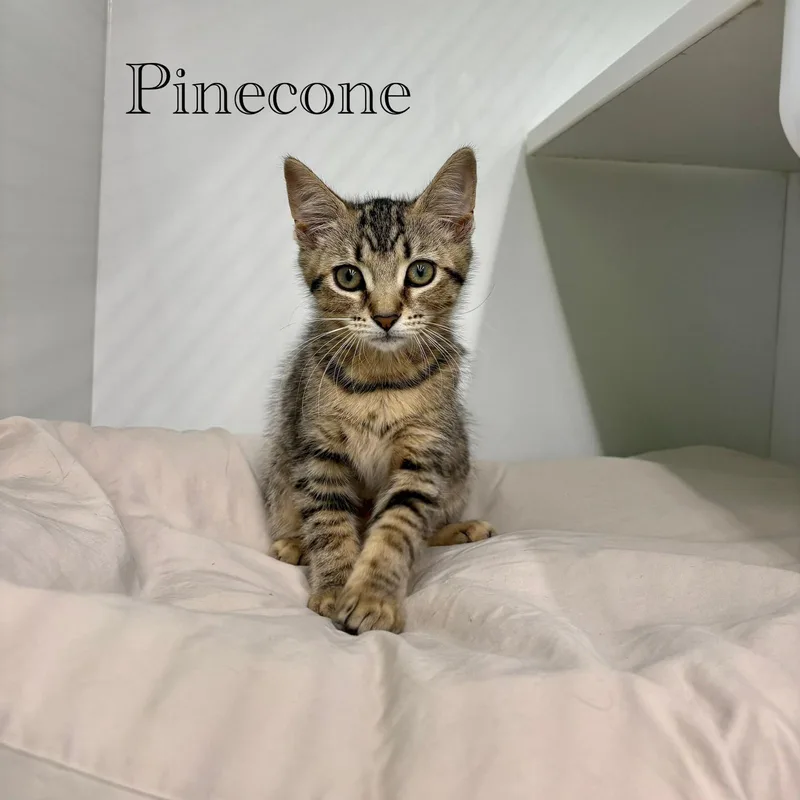 Pinecone thumbnail 2