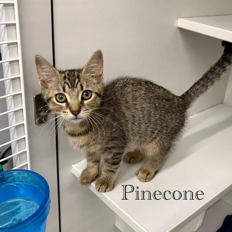 Pinecone thumbnail 3