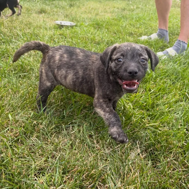 A baby small-sized male Wirehaired Terrier dog named Rouge for adoption in Carmel, NY