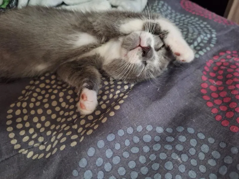 A baby small-sized female Domestic Short Hair cat named Bella for adoption in Nashville, GA