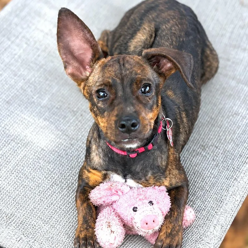 A young small-sized female Chihuahua dog named Truffle for adoption in Boerne, TX